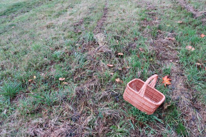 Armillaria cepistipes – Zwiebelfüßiger Hallimasch, Fundort am Waldrand im Gras