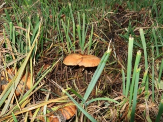 Armillaria cepistipes – Zwiebelfüßiger Hallimasch, Fundort im Gras