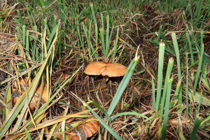 Armillaria cepistipes – Zwiebelfüßiger Hallimasch, Fundort im Gras