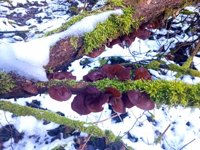 Auricularia auricula-judae – Judasohr, im Winterhalbjahr auf Holunder Totholz wachsend