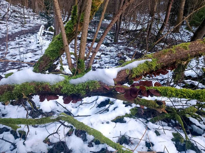 Auricularia auricula-judae – Judasohr, ein Zufallsfund beim Wandern