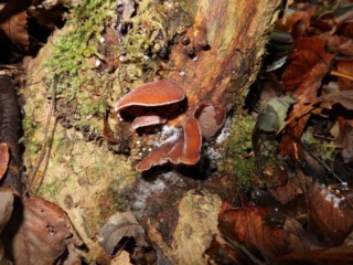 Auricularia auricula-judae – Judasohr, meist sind diese Pilze im Winterhalbjahr zu finden