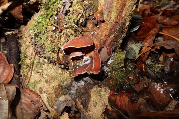 Auricularia auricula-judae – Judasohr, meist sind diese Pilze im Winterhalbjahr zu finden