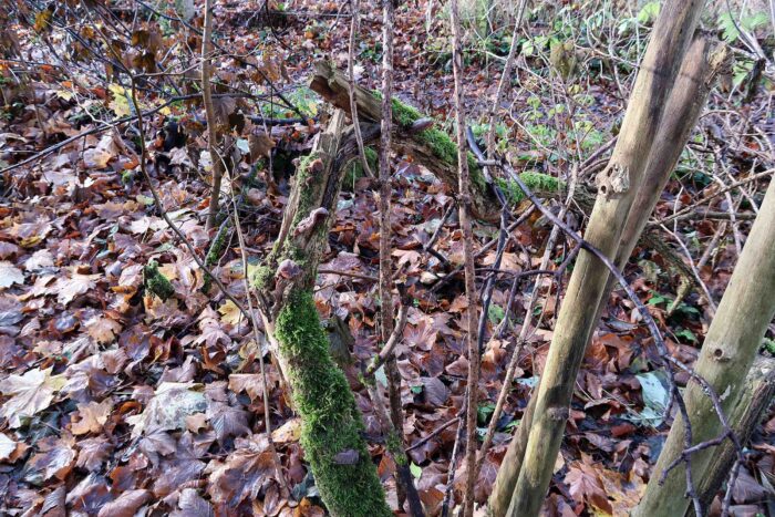 Auricularia auricula-judae – Judasohr, wächst meist an stärker verwittertem Totholz des Holunder