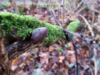 Auricularia auricula-judae – Judasohr, kleines Judasohr