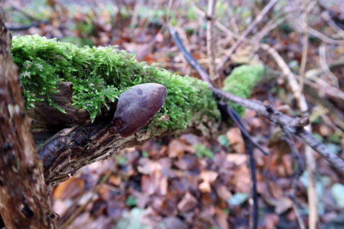 Auricularia auricula-judae – Judasohr, kleines Judasohr