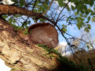 Auricularia auricula-judae – Judasohr, „Adern“ wie in einem Ohr