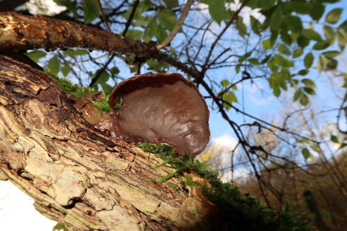 Auricularia auricula-judae – Judasohr, „Adern“ wie in einem Ohr