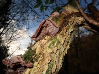 Auricularia auricula-judae – Judasohr, Blick in die Unterseite eines großen Exemplars