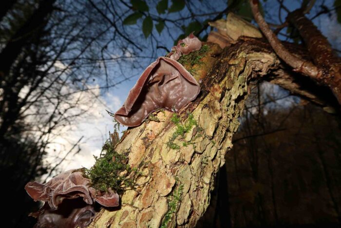 Auricularia auricula-judae – Judasohr, Blick in die Unterseite eines großen Exemplars