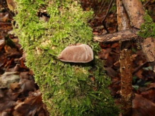 Auricularia auricula-judae – Judasohr, Blick auf die Oberseite