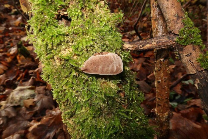 Auricularia auricula-judae – Judasohr, Blick auf die Oberseite