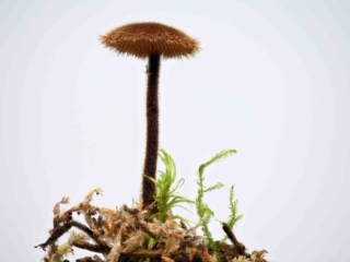 Auriscalpium vulgare – Ohrlöffel-Stacheling, ein sehr schöner, kleiner Pilz, welcher leicht übersehen wird