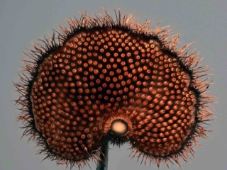Auriscalpium vulgare – Ohrlöffel-Stacheling, ein Blick auf die stachelige Fruchtschicht