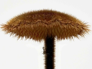 Auriscalpium vulgare – Ohrlöffel-Stacheling, Makroaufnahme des Hutes