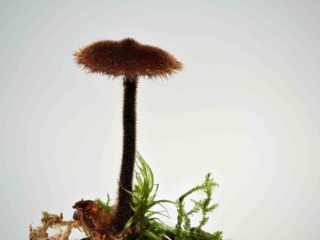 Auriscalpium vulgare – Ohrlöffel-Stacheling, Studioaufnahme, die Haare des Pilzes sind dunkelbraun bis fast schwarz