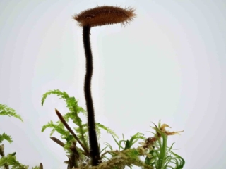Auriscalpium vulgare – Ohrlöffel-Stacheling, Studioaufnahme. Die 2 cm großen Pilze wachsen fast ausschließlich auf Kiefernzapfen