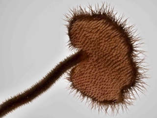 Auriscalpium vulgare – Ohrlöffel-Stacheling, der Stiel ist dezentral, seitlich am Hut angesetzt