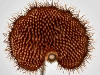 Auriscalpium vulgare – Ohrlöffel-Stacheling, besitzt als Fruchtschicht keine Lamellen oder Röhren, sondern Stacheln