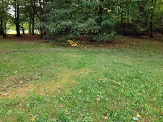 Boletus aestivalis – Sommersteinpilz, Fundort in einem Park
