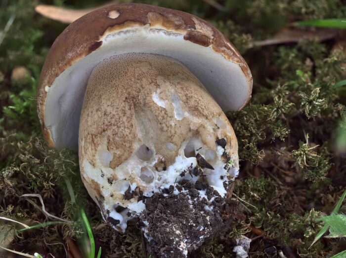 Boletus aestivalis – Sommersteinpilz, Blick unter den Hut