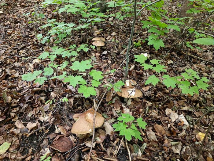 Boletus aestivalis – Sommersteinpilz, Fundort unter Buchen und Eichen