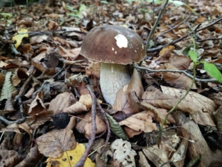 Boletus aestivalis – Sommersteinpilz, typischer dunkler Hut und ein weißes, aufgesetztes Netz am Stiel