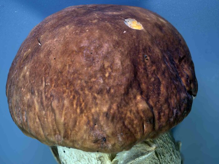 Boletus aestivalis – Sommersteinpilz, junges Exemplar