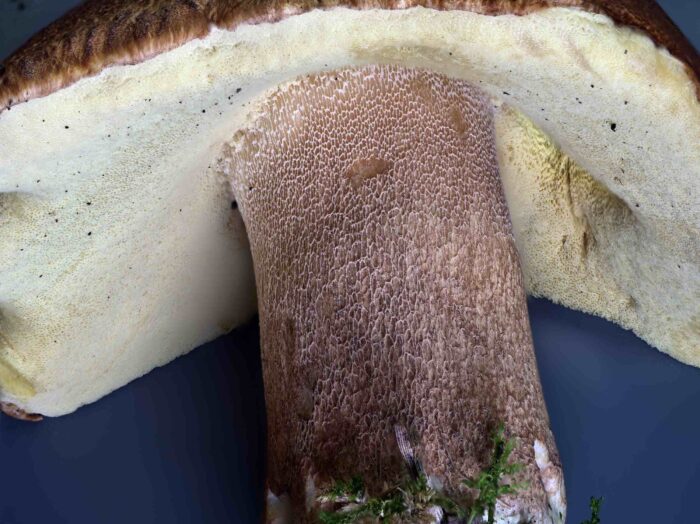 Boletus aestivalis – Sommersteinpilz, der Stiel besitzt ein weißes, aufgesetztes Netz