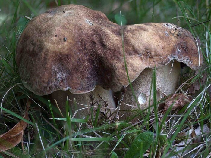 Boletus aestivalis – Sommersteinpilz, nochmals das Doppelpaar