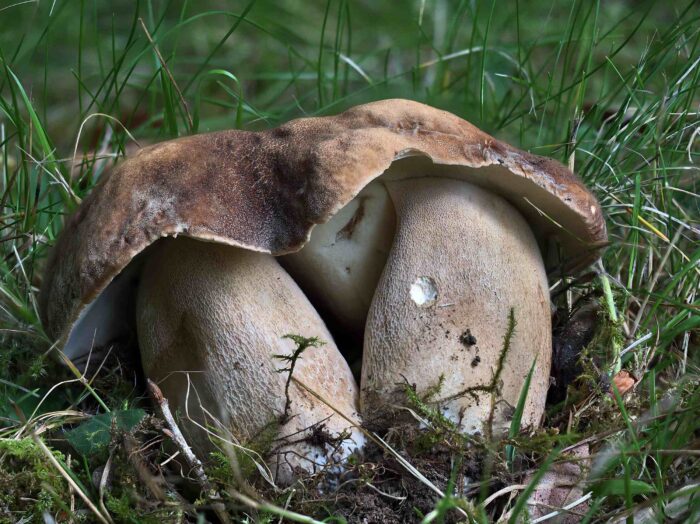 Boletus aestivalis – Sommersteinpilz, die Hüte zweier großer Pilze sind zusammengewachsen