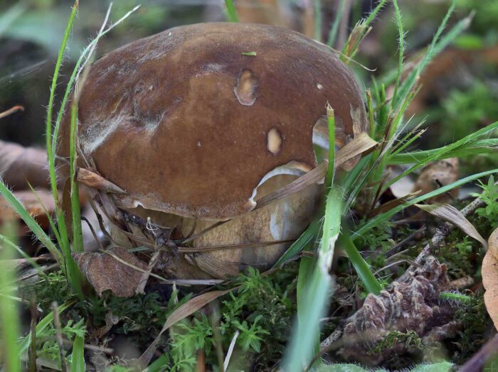 Boletus aestivalis – Sommersteinpilz, typische Hutfarbe