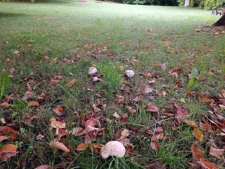 Caloboletus radicans – Wurzelnder Bitter-Röhrling, Fundort ist ein Park im Vogtland