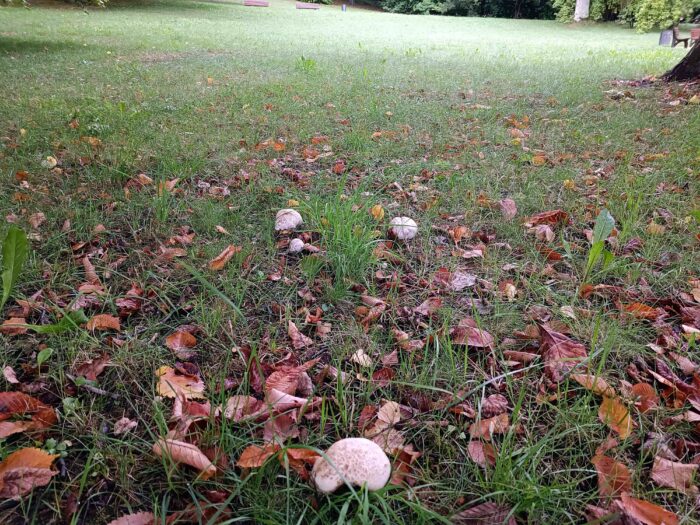 Caloboletus radicans – Wurzelnder Bitter-Röhrling, Fundort ist ein Park im Vogtland