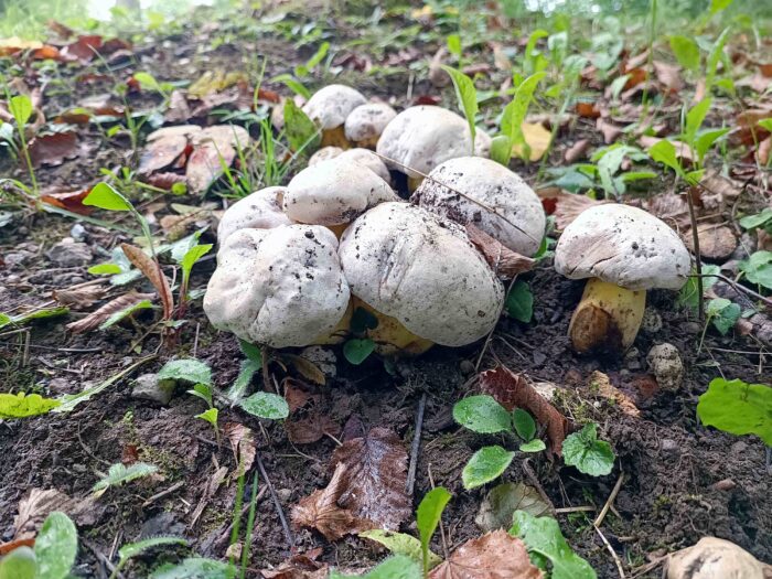 Caloboletus radicans – Wurzelnder Bitter-Röhrling, wunderschöne Gruppe in einem Park bei Buchen