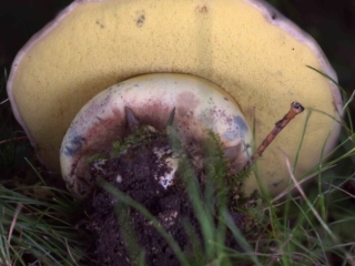 Caloboletus radicans – Wurzelnder Bitter-Röhrling, die Röhren sind gelb und blauen bei Druck