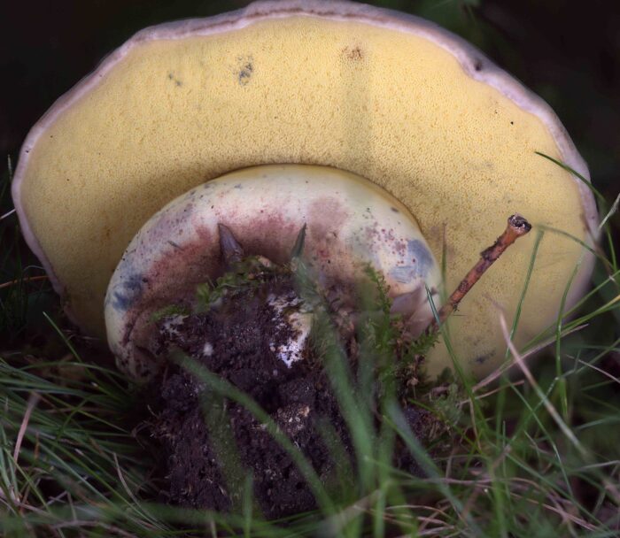 Caloboletus radicans – Wurzelnder Bitter-Röhrling, die Röhren sind gelb und blauen bei Druck