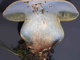 Caloboletus radicans – Wurzelnder Bitter-Röhrling, einzelner Fruchtkörper im Schnittbild
