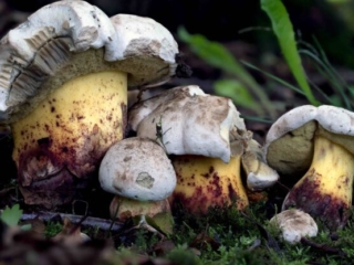 Caloboletus radicans – Wurzelnder Bitter-Röhrling, Gruppe am Standort in einem Park