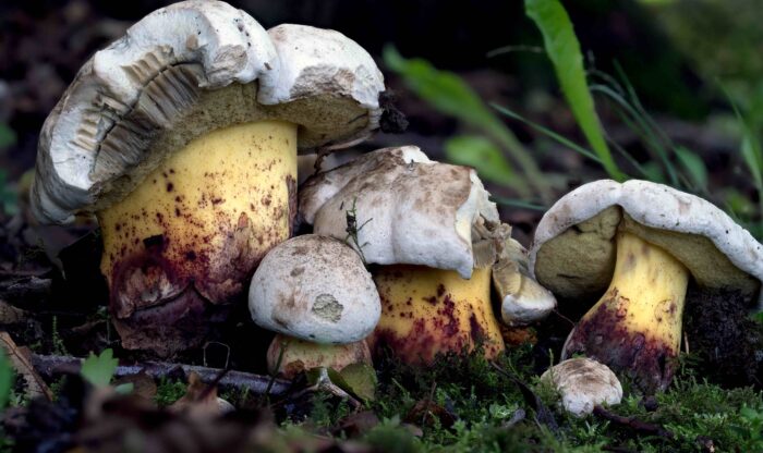 Caloboletus radicans – Wurzelnder Bitter-Röhrling, Gruppe am Standort in einem Park