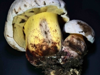 Caloboletus radicans – Wurzelnder Bitter-Röhrling, 2er-Gruppe, Studiophoto