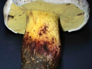 Caloboletus radicans – Wurzelnder Bitter-Röhrling, typisch sind die roten Punkte am gelben Stiel