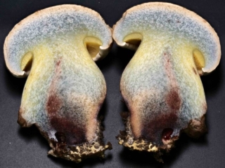 Caloboletus radicans – Wurzelnder Bitter-Röhrling, im Schnitt blauen diese Pilze leicht