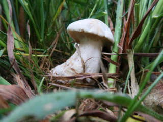 Calocybe gambosa – Mairitterling, einzelner Fruchtkörper im Gras