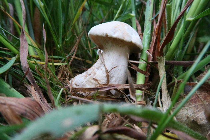 Calocybe gambosa – Mairitterling, einzelner Fruchtkörper im Gras