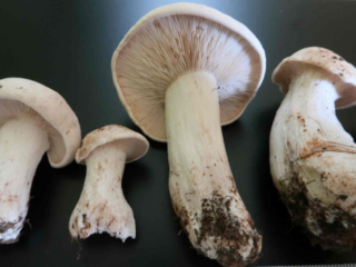 Calocybe gambosa – Mairitterling, die Pilze besitzen den typischen Geruch nach altem, feuchten Mehl