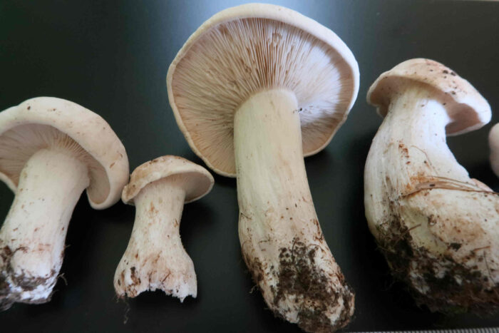 Calocybe gambosa – Mairitterling, die Pilze besitzen den typischen Geruch nach altem, feuchten Mehl