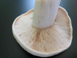 Calocybe gambosa – Mairitterling, Blick in die Lamellen