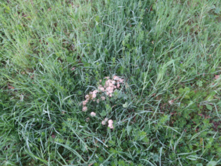 Calocybe gambosa – Mairitterling, ein ganzes „Nest“ an Pilzen