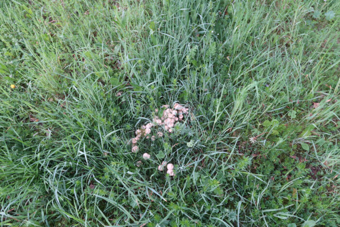 Calocybe gambosa – Mairitterling, ein ganzes „Nest“ an Pilzen